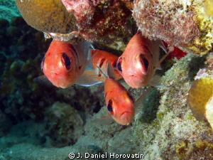 Blackbar Soldierfish checking out diver, or maybe just po... by J. Daniel Horovatin 